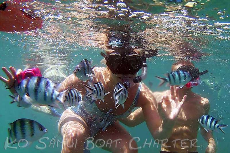 Guided Snorkeling at Koh Wao