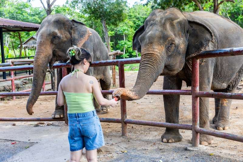 Passez un bon moment en interagissant avec les éléphants : en les nourrissant, etc.