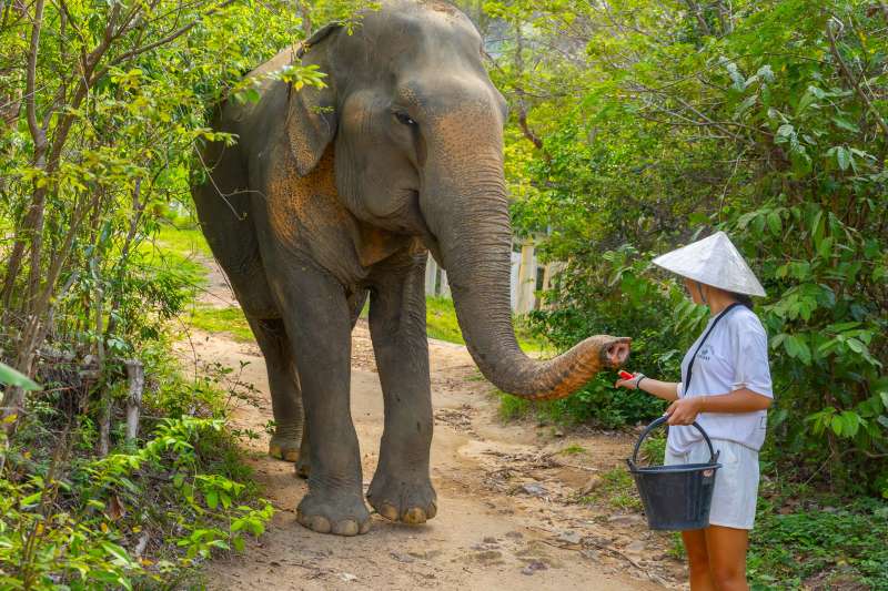 Préparez-vous et entrez courageusement dans la zone des éléphants pour rencontrer, nourrir et vous promener aux côtés d'éléphants.