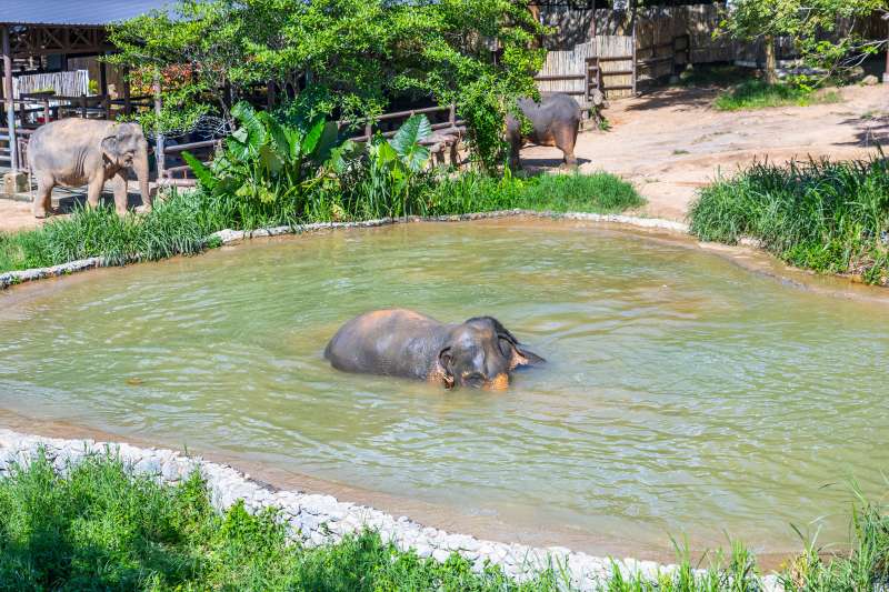 Natural Mud Bath Observation