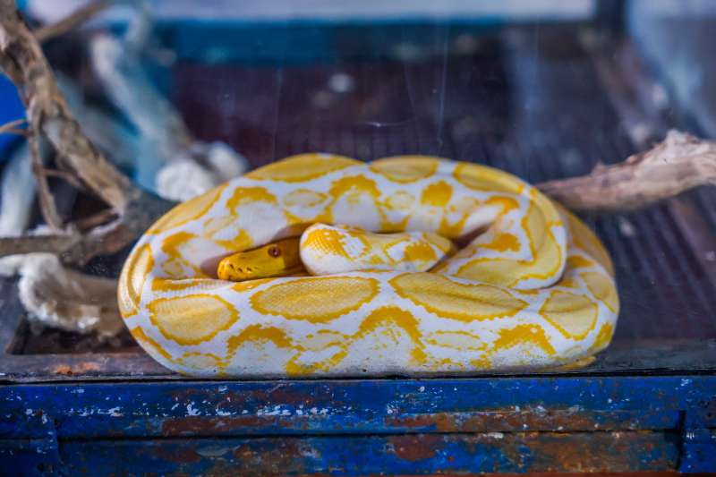 ";
Ferme aux serpents de Samui