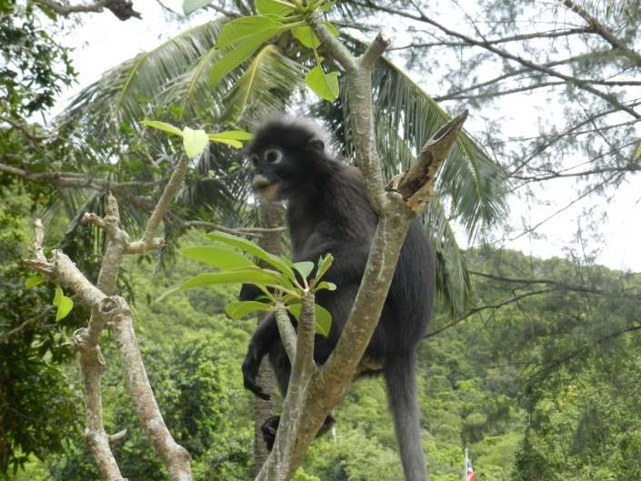 Observation de singes
