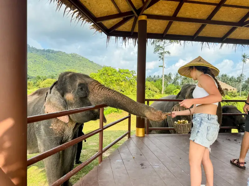Ethical Elephant Interaction