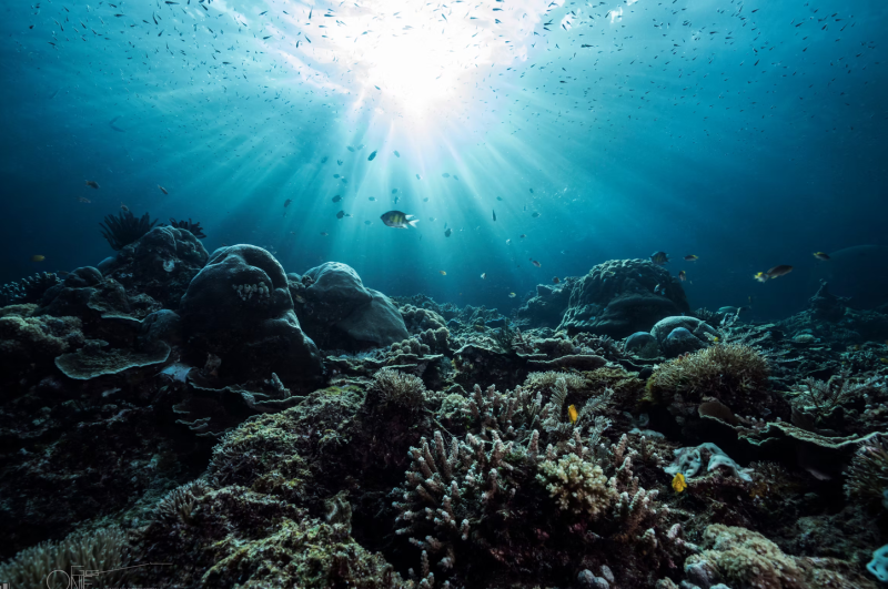 Second dive / snorkeling session