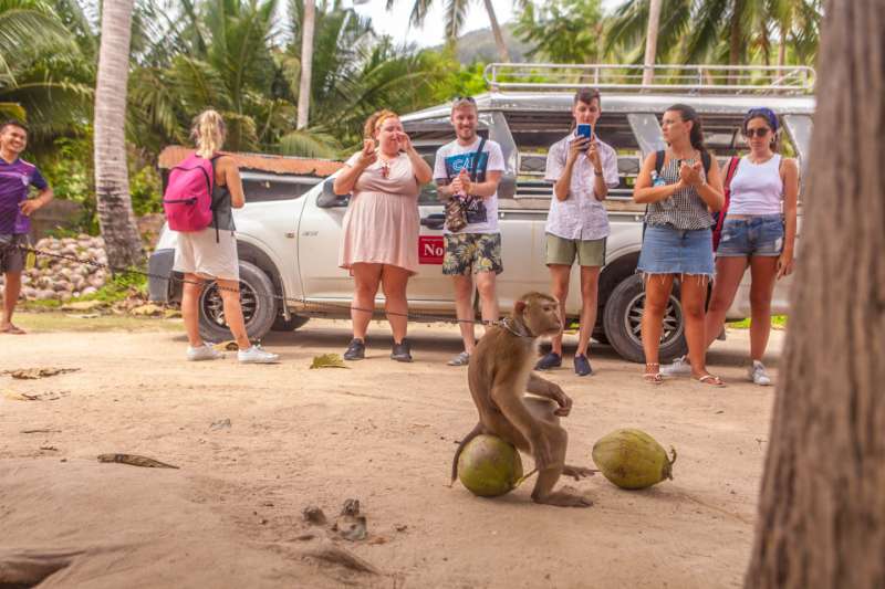 Affe auf Kokosnussfarm