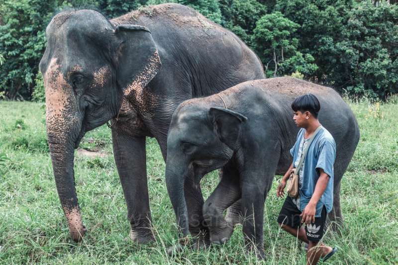 Promenade dans la jungle avec les éléphants