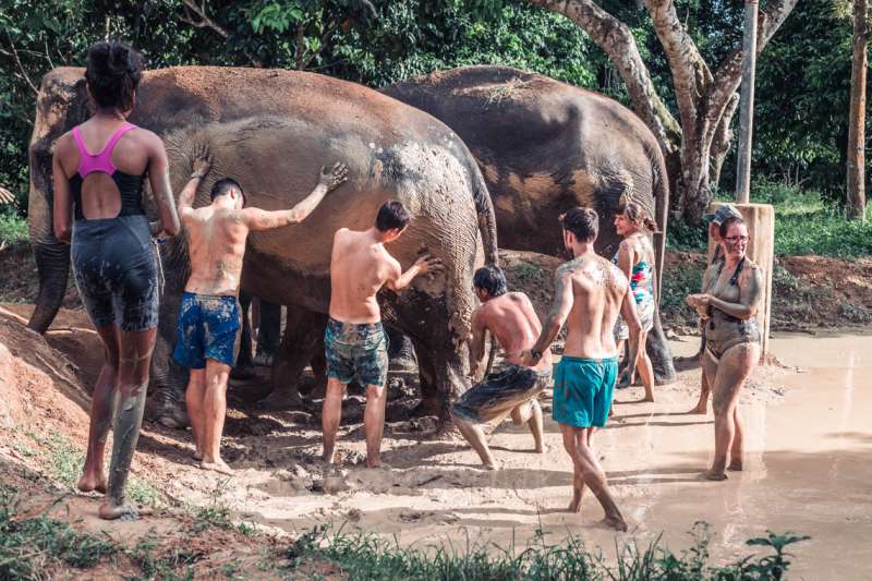 ";
Spa de boue pour éléphants