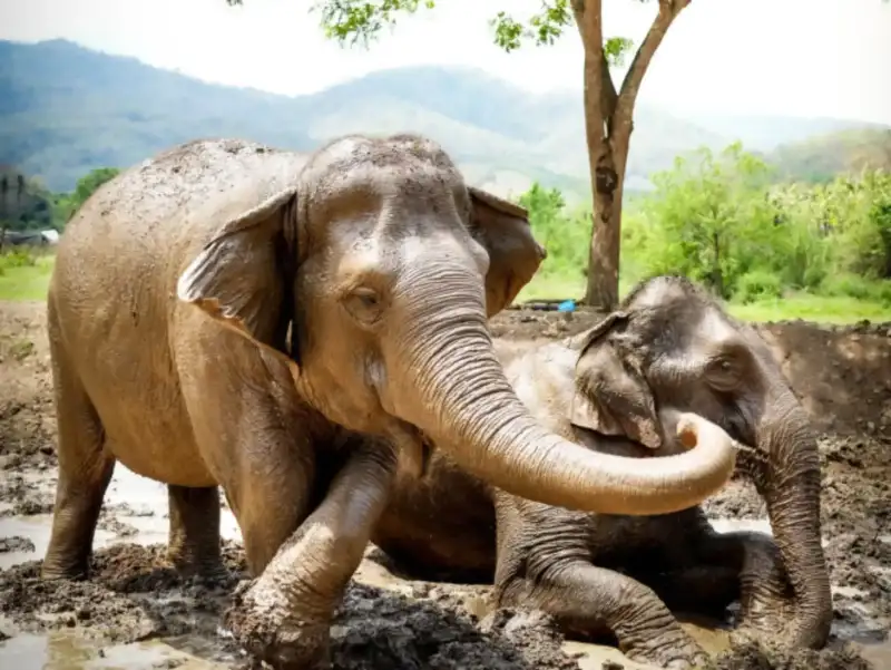 Mud Spa & Bathing