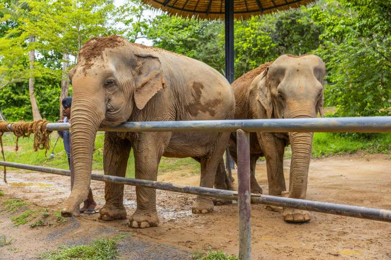 Prepare Treats & Feed Elephants