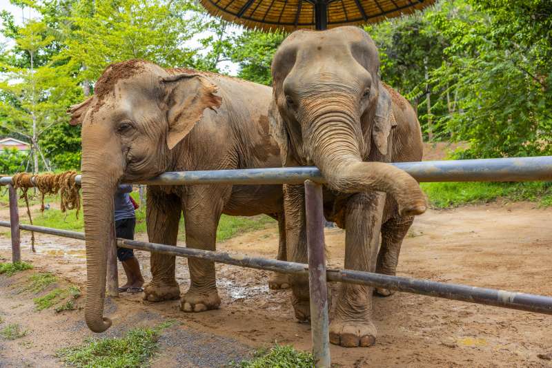 Prepare Treats & Feed Elephants