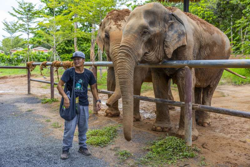 Meet and Feed the Elephants