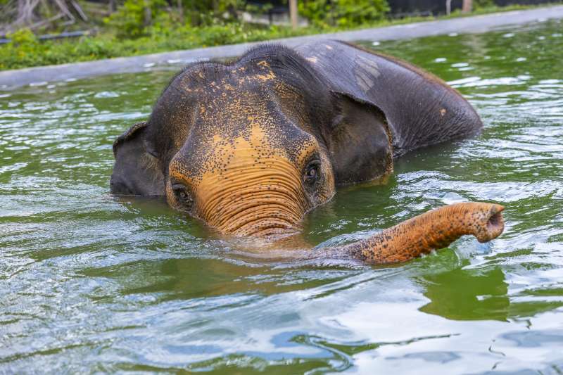 Promenez-vous pour observer nos éléphants dans leur luxuriante demeure de jungle et regardez-les exprimer leurs comportements naturels tels que se nourrir, se baigner dans la piscine et jouer dans le bain de boue.