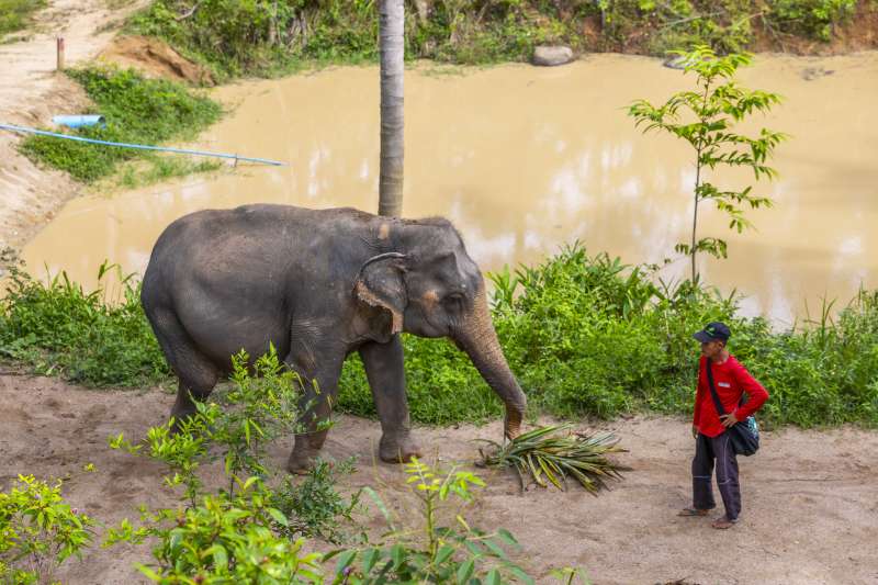 Rencontrez et nourrissez les éléphants depuis notre plateforme d'observation. C'est une expérience magique et les éléphants adorent interagir avec des humains adorables et sont obsédés par leur panier de friandises.