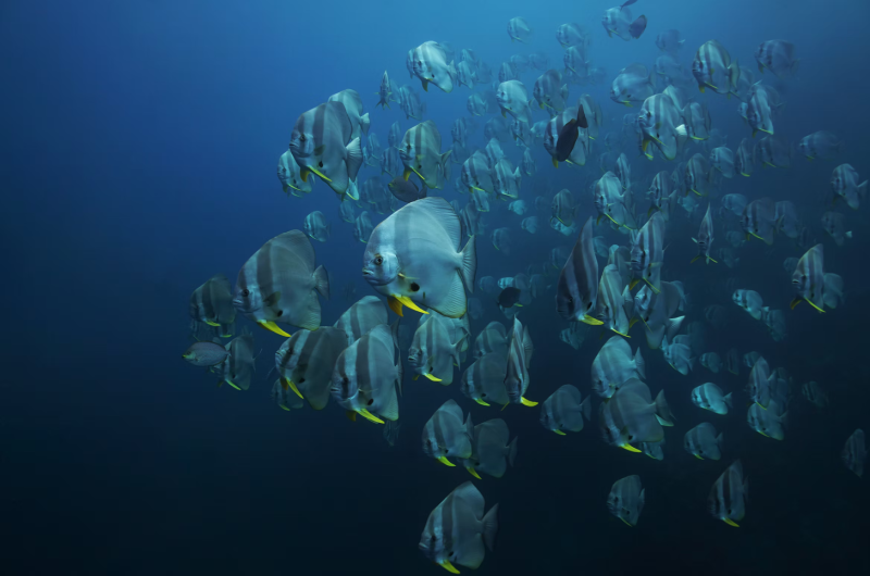 Koh Tao Snorkeling Adventure
