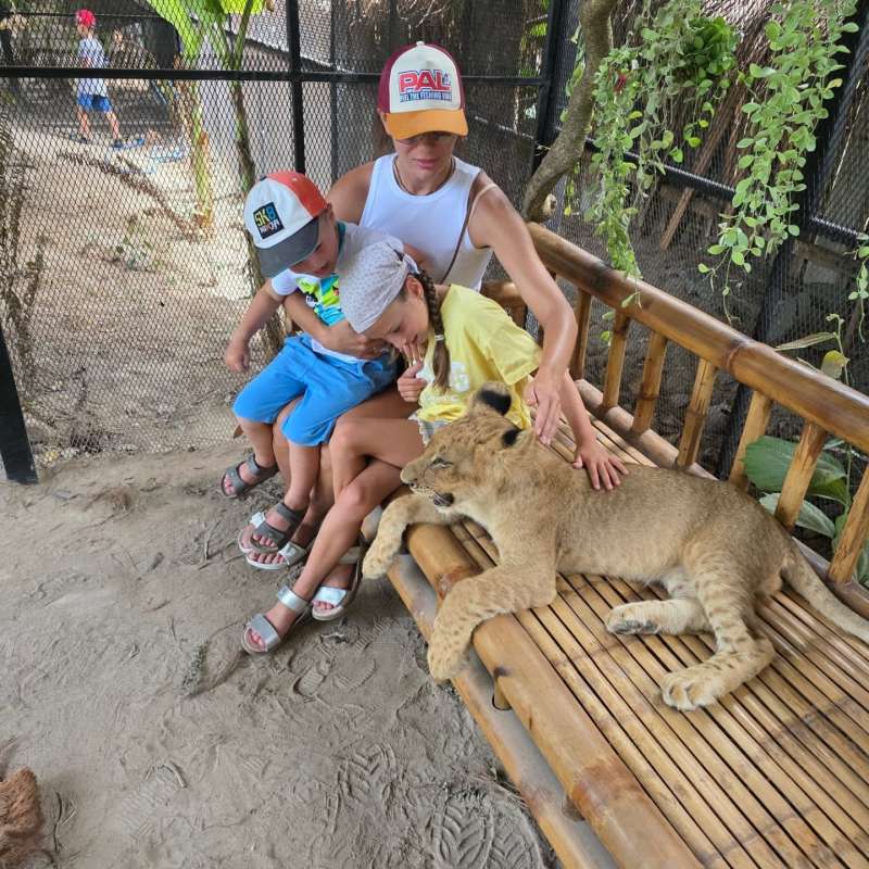 Optional lion cub experience
