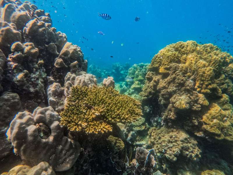Croisière vers Koh Tao et deuxième arrêt snorkeling