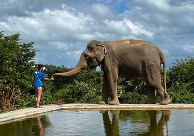 Elephant Sanctuaries