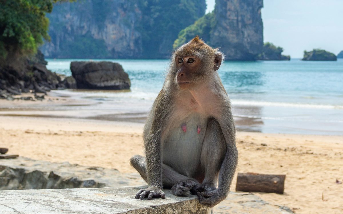 Monkey Beach