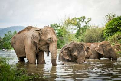 Elephant Jungle Sanctuary
