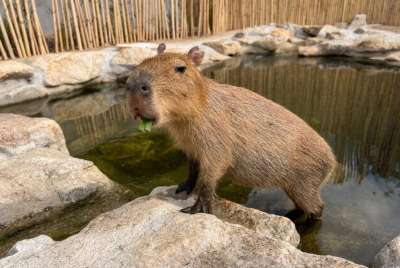 Private Family Van Trip to Capybara Village Lamai