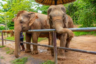 Sanctuaire des Éléphants de Samui à Bophut