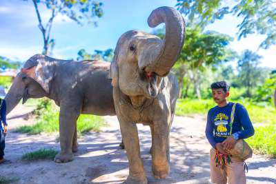 Sanctuaire du Royaume des Éléphants de Samui