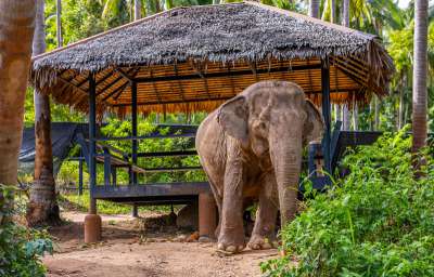 Sanctuaire d'éléphants en forme de cœur sur Chaweng Noi