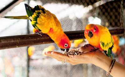 Animals