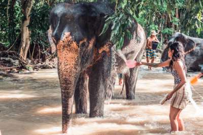 Sanctuaire SPA de boue pour éléphants