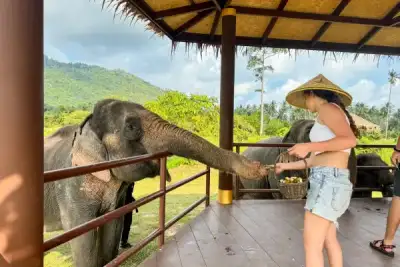 Authentic Samui: Coconut Culture and Elephants
