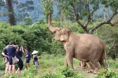 Samui Elephant Home Sanctuary - Ethical Care, Museum & Wellness Programs